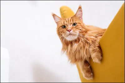 Comment aimes-tu les chats ?