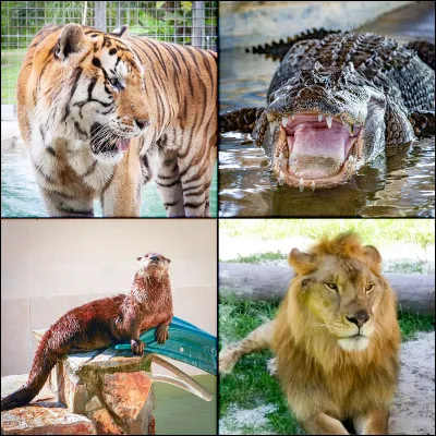 Quel est ton animal préféré ?