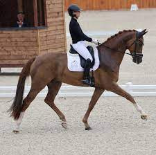 Quiz Galop 2