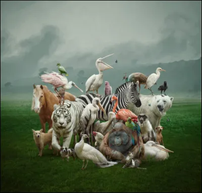 Quel est ton animal préféré ?