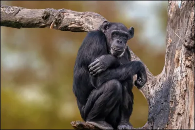 De quel animal dit-on qu'il est le plus proche parent vivant de l'homme ?