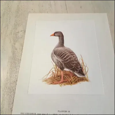 Qu'étudie-t-on lorsque l'on fait de l'ornithologie ?