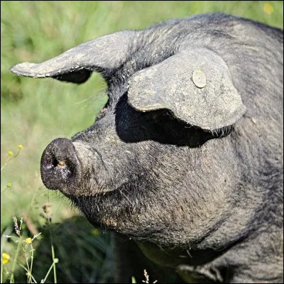 Quel aliment une personne suivant un régime casher ne mangerait-elle pas ?