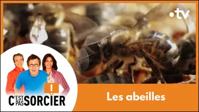 Comment appelle-t-on un grand rassemblement d'abeilles ?