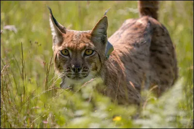 Lequel de ces animaux n'a pas de cornes ?