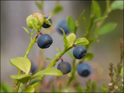 À maturation, la myrtille est une baie....