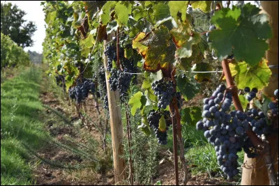 Quelle partie d'une vigne est appelée ''cep'' ?