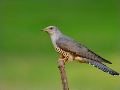 Complétez le titre du film de 1975 : ''Vol au-dessus d'un...
