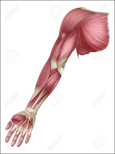 Quel os relie le coude à l'épaule ?