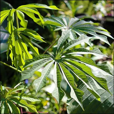 Quel arbuste vivace de la famille des euphorbiacées donne une racine utilisée en Amérique du Sud pour fabriquer du couac ?