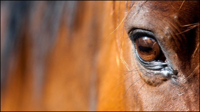 Quels sont les cinq sens du cheval ?