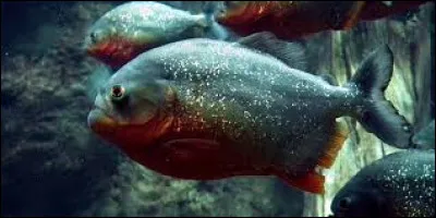 Trouvez la bonne orthographe du nom d'un célèbre poisson :