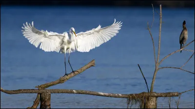 Quel est cet animal ?