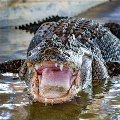 Quel est cet animal ?