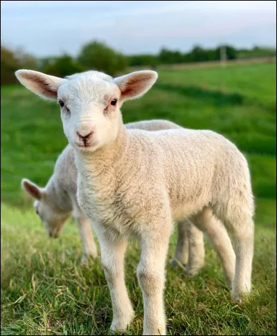 Quel est cet animal ?