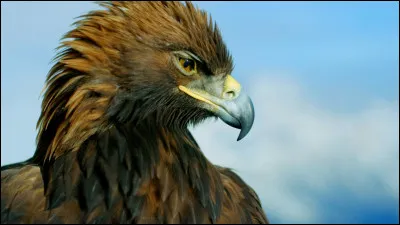 Quel est cet animal ?