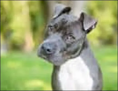 Un animal cynosure a...