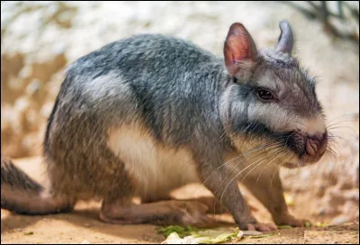 Quel est cet animal en V, un rongeur nocturne herbivore d'Amérique du Sud ?