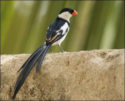 Quel est cet oiseau en V dont le mâle au plumage noir et brillant possède de très longues rectrices en forme de ruban ?