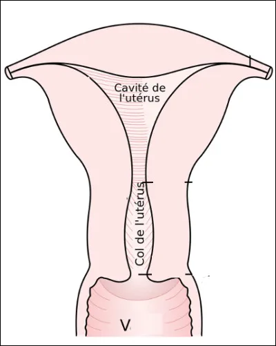 Quel est cet organe en V appartenant à l'appaeil génital féminin ?