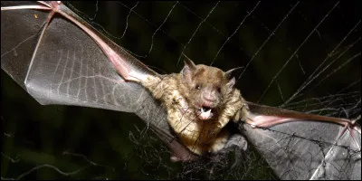 Quel est cet animal en V, une espèce de chauve-souris qui se nourrit du sang du bétail ?