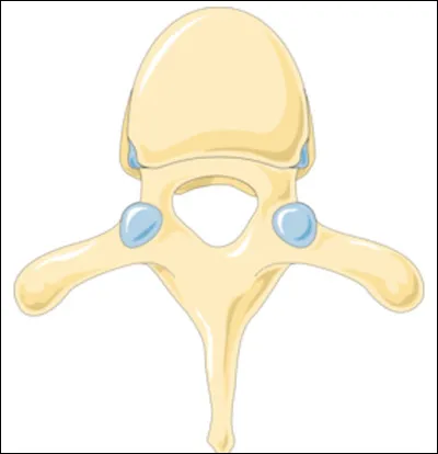 Quel est le nom de cet os en V qui constitue la colonne vertévrale des vertébrés ?