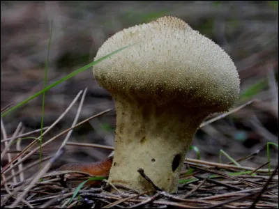 Quel est ce champignion en V dont la particularité est que son pied et son chapeau forment un seul élément ?