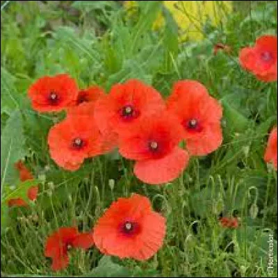 Lequel de ces peintres a représenté de nombreuses fois des coquelicots dans ces uvres ?