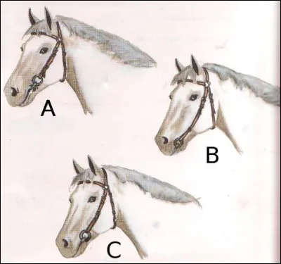 Comment doit être ajusté le filet ?