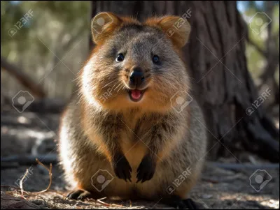 Le quokka a la capacité de vivre sans boire d'eau pendant environ un mois.