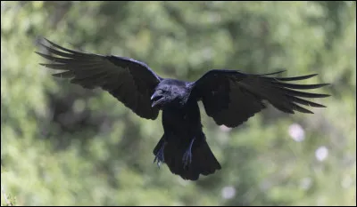 Les corbeaux ne sautent pas sur la première nourriture ou friandise qu'ils aperçoivent : ils sont capables de retarder la satisfaction de leurs désirs.