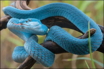 Le serpent du Gabon a les crochets les plus longs.