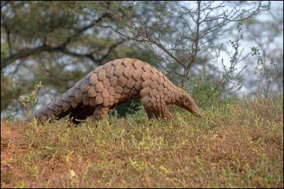 Le pangolin est l'animal le plus menacé par les braconnages à l'échelle mondiale.