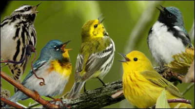 Que ces [...] d'oiseaux sont agréables à écouter !