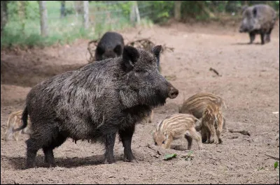 Elle est la femelle du sanglier. C'est une [...] !