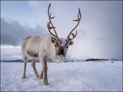 Symbole de Noël et du Grand Nord, de Laponie, cet élégant cervidé aux grands bois est un [...].