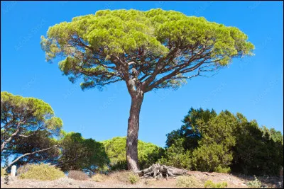 Ce conifère de Provence est un [...] parasol.