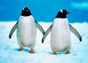 Quiz Culture autour du pingouin