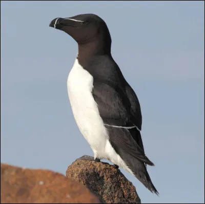 Dans quel pays africain peut-on trouver des pingouins à l'état sauvage ?