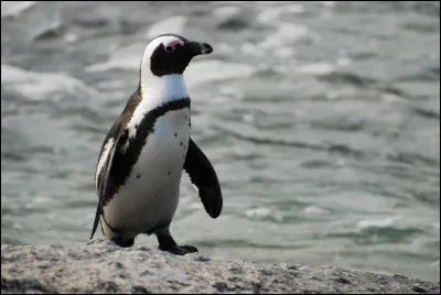 Que signifie l'expression : "Ce n'est pas le pingouin qui glisse le plus loin" ?