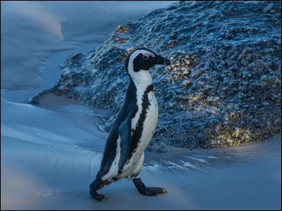 Qui a chanté la comptine "Il était un pingouin" ?