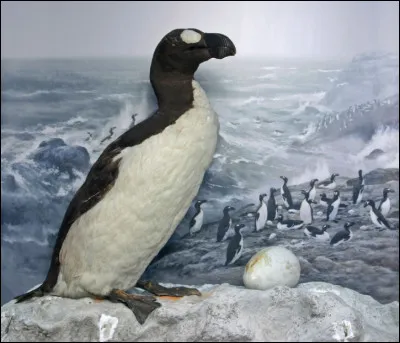 En quelle année s'est éteinte l'espèce du grand pingouin ?