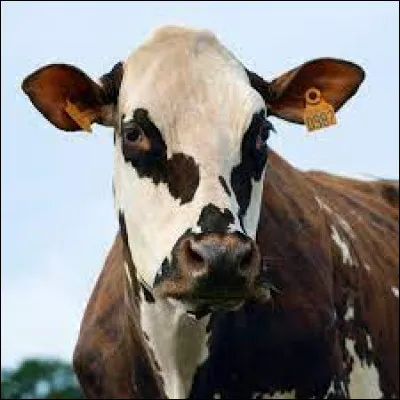 En France, le Salon International de l'Agriculture a lieu tous les ans.