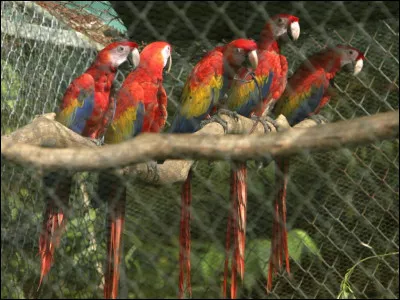 Quelle est la menace principale qui pèse sur lui ?