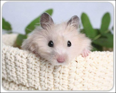 Quel est cet animal ?