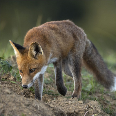 Quel est cet animal ?