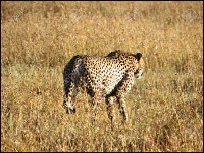 Quel est cet animal ?