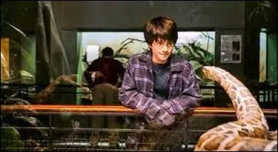 Harry parle avec un serpent puis Dudley arrive et le pousse par terre. Ensuite, qu'arrive-t-il à Dudley ?