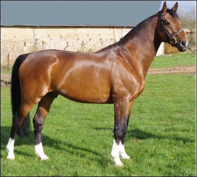 Quelle est la robe de ce cheval ?