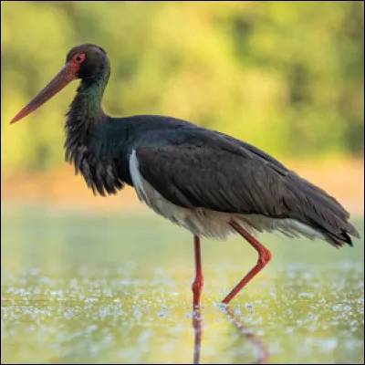 Le zoo de Beauval possède des cigognes :